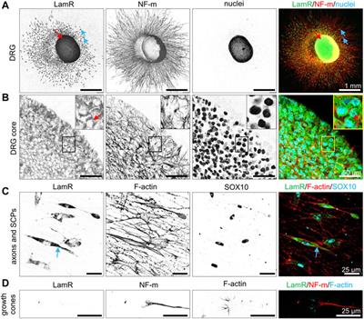 Non-integrin laminin receptor (LamR) plays a role in axonal outgrowth from chicken DRG via modulating the Akt and Erk signaling